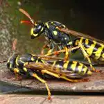 Det er muligt at slippe sikkert af med et bo