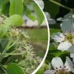 Det ser smukt ud, men der er en hage: Hvilket