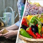 Dette er de eneste dage, du bør plante frøplanter: den