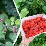 Disse planter vil ødelægge hindbærbedet for altid: De må ikke plantes i nærheden af bærrene. Disse planter vil ødelægge hindbærbedet for altid: De må ikke