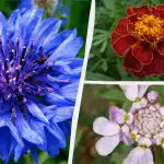 Du behøver ikke engang at vande: de smukkeste haveblomster, der