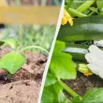 Du kan først begynde at plante courgetter med frø fra