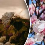 Du kan ikke drømme om at blomstre: 5 planter, der ikke bør beskæres om foråret Du kan ikke drømme om at blomstre: 5 planter, der