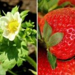 Du kan plukke bær i spandevis: Hvad kan man fodre