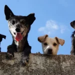 Du vil blive overrasket over, hvor mange ord hunde faktisk forstår du-vil-blive-overrasket-over-hvor-mange-ord-hunde-faktisk.webp.webp