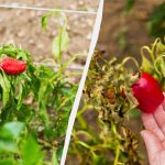 Én fejl, og du står tilbage uden afgrøde: Hvad du