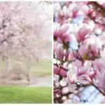 En lille have med stor effekt: Magnolier, der er værd