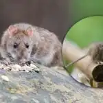 En magnet for alle gnavere: hvad man ikke skal lægge