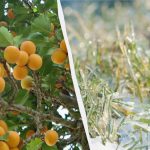 En nat vil afgøre hele afgrødens skæbne: Sådan beskytter du