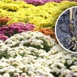 En simpel handling vil redde busken: Hvad skal man gøre