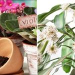 En teskefuld - og blomstre hele året: naturlig gødning med