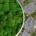 Et enkelt middel fjerner øjeblikkeligt mos: findes i alle hjem