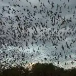 Flagermushule: Uganda registrerer mekanisme til spredning af farlig virus