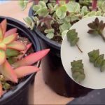 For at forhindre sukkulenter i at strække sig opad: hvordan