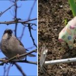 Forårsarbejde i haven: Hvad skal der gøres efter vinteren og