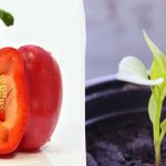 Frøene vokser hurtigere: Hvad skal man lægge tomater, peberfrugter og