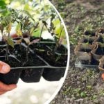 Frost er ikke bange for frost: Hvilke grøntsager, træer og