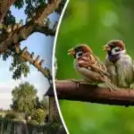 Gamle metoder vs. nye tricks - sådan beskytter du din