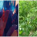 Gartnere efterlader plastikgafler i bedene: Hvad er meningen med det smarte trick? Gartnere efterlader plastikgafler i bedene: Hvad er meningen med det