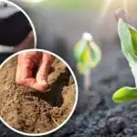 Gartnerens månekalender for april: hvad og hvornår man skal plante