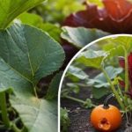 Hemmeligheden bag en god græskarhøst: Hvad skal man gøre med