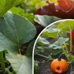 Hemmeligheden bag en god græskarhøst: Hvad skal man gøre med