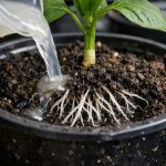 Hemmeligheden bag en stærk start af peberplanter efter plukning ligger i en fodring hemmeligheden-bag-en-staerk-start-af-peberplanter-efter-plukning-ligger.png