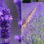 Hemmeligheden bag frodig lavendel: Et simpelt trick i marts vil