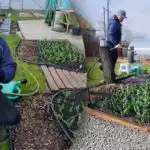 Hemmeligheden bag store tulipaner: Hvad du absolut bør gøre om