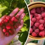 Hindbær har ingen steder at tage hen: Hvad skal man