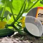 Høst indtil oktober: en enkel opskrift på den bedste agurkegødning