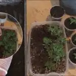 Høsten bliver 10 gange større: Sådan plukker du tomat-, agurk-