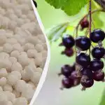 Hvad gør man med ribs om foråret: 4 trin til at plukke dobbelt så mange bær Hvad gør man med ribs om foråret: 4 trin til