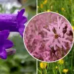 Hvad kan man plante i skyggen: seks vilde blomster, der