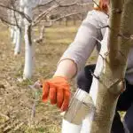 Hvad og hvornår er det bedste tidspunkt at kalke træer: ingen skadedyr er nok Hvad og hvornår er det bedste tidspunkt at kalke træer: