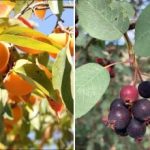 Hvad skal man plante i skyggen: træer, der stadig giver