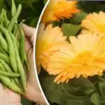 Hvad skal man plante ved siden af hinanden for at