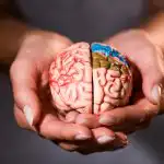 Hvad skal man spise for mental klarhed: Ernæringseksperter har udpeget 7 fødevarer Hvad skal man spise for mental klarhed: Ernæringseksperter har udpeget