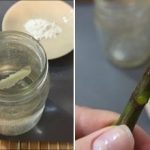 Hvad skal man tilsætte til vand, så stiklinger ikke rådner