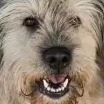 Hvad sker der, hvis du ikke lader din hund snuse på gåturen: prisen på sparede minutter hvad-sker-der-hvis-du-ikke-lader-din-hund-snuse.jpg