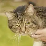 Hvad sker der, hvis du ikke lægger mærke til kroniske smerter hos en ældre kat: Når tålmodighed bliver farlig hvad-sker-der-hvis-du-ikke-laegger-maerke-til-kroniske.jpg