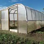 Hvad sker der, hvis du planter morgenfrue i drivhuset sammen med agurker: redning fra meldug hvad-sker-der-hvis-du-planter-morgenfrue-i-drivhuset-sammen.jpg