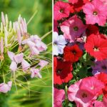 Hvilke blomster kan plantes i marts og april: 9 planter,