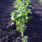 Hvilke kartoffelsorter anses for at være de værste: de er usmagelige, vandige og danner små knolde hvilke-kartoffelsorter-anses-for-at-vaere-de-vaerste-de-er.webp.webp