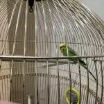 Hvor længe har en papegøje brug for at være glad: Sådan genkender du tegn på stress hos rovfugle hvor-laenge-har-en-papegoeje-brug-for-at-vaere-glad.jpg