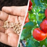 Hvor tomaterne voksede, kan man ikke plante 7 afgrøder: en