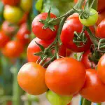 hvor-tomaterne-voksede-kan-man-ikke-plante-7-afgroeder-en.webp.webp