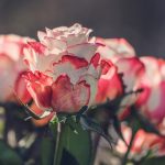 Hvordan og hvornår beskærer man roser, så de får store