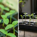 Hvorfor agurkeplanter strækkes kraftigt: Sådan redder du planterne, før du