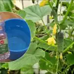 Hvorfor dacha-avlere vander agurker med eddike: uventet effekt